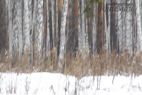 Прогулка с элементами ОФП